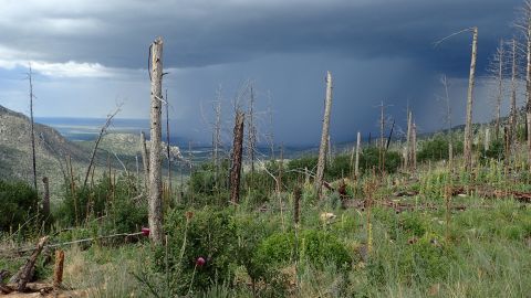 Twelve years after the 2004 Peppin Fire in the Lincoln National Forest, New Mexico, an area previously dominated by conifer forest is now predominantly resprouting shrubs, grasses and exotic plants.