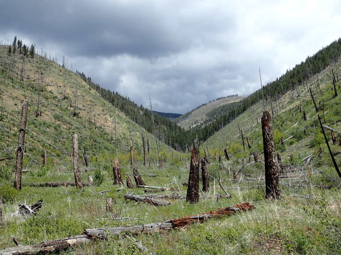 The 2000 Canyon Ferry Complex Fire site in the Helena National Forest, Montana, 17 years later.