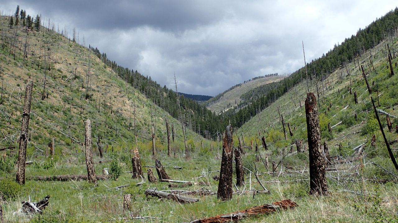 The 2000 Canyon Ferry Complex Fire site in the Helena National Forest, Montana, 17 years later.