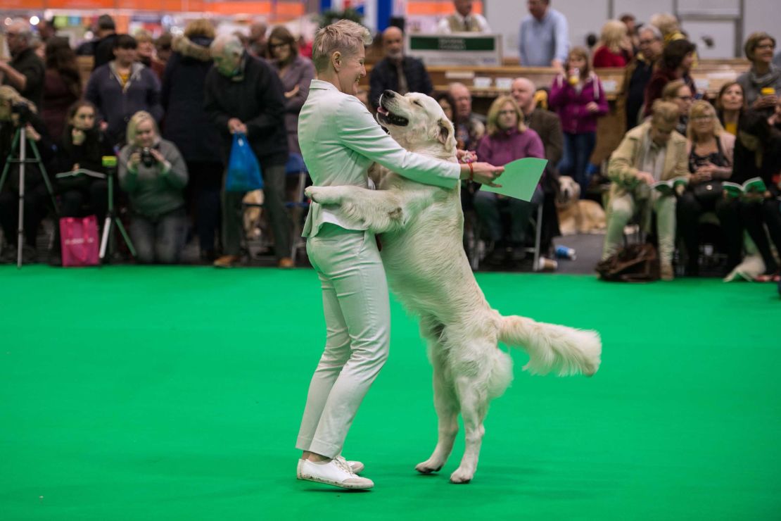A prize-winning golden retriever, seen here with its owner