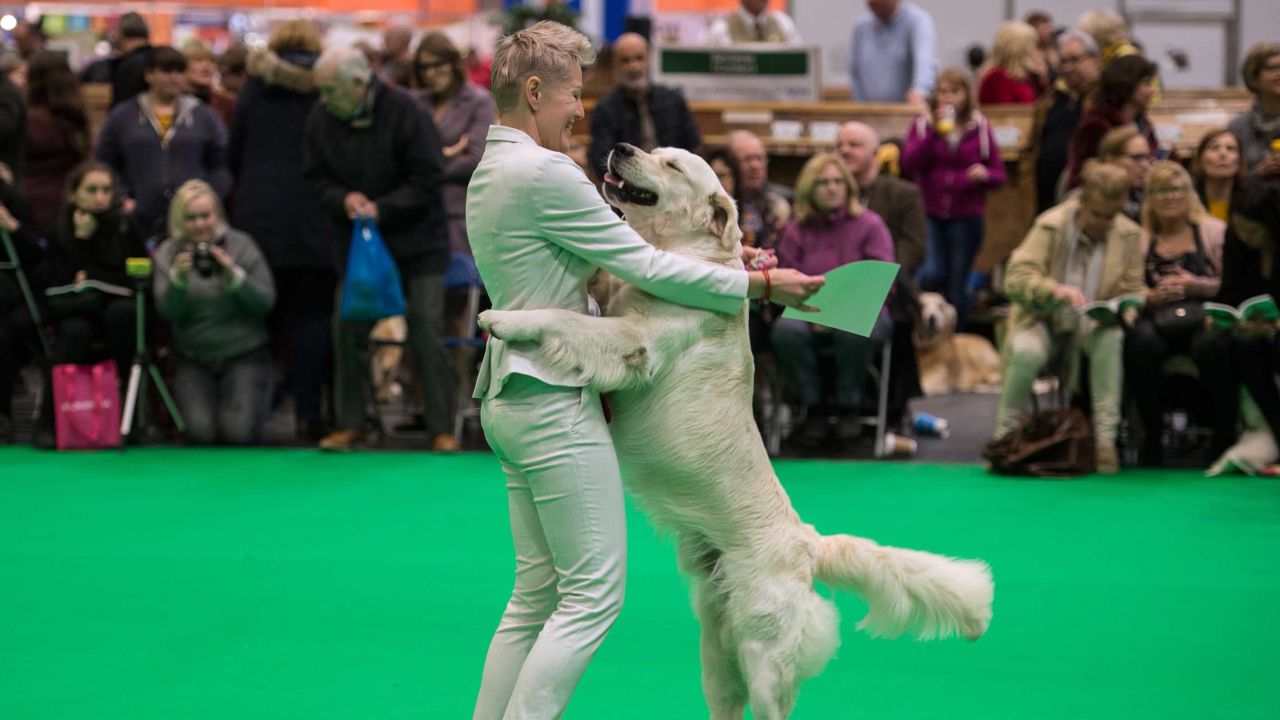 A prize-winning golden retriever, seen here with its owner