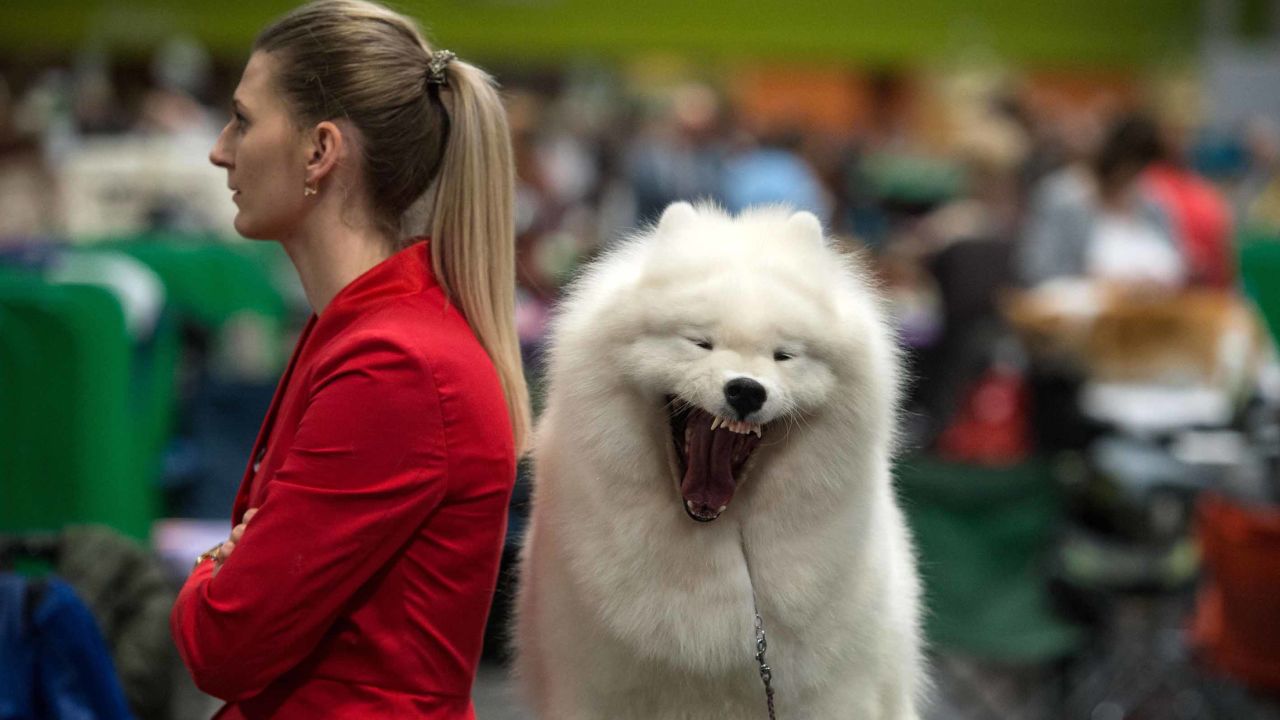 A samoyed yawns as it waits with its owner on the second day of Crufts.