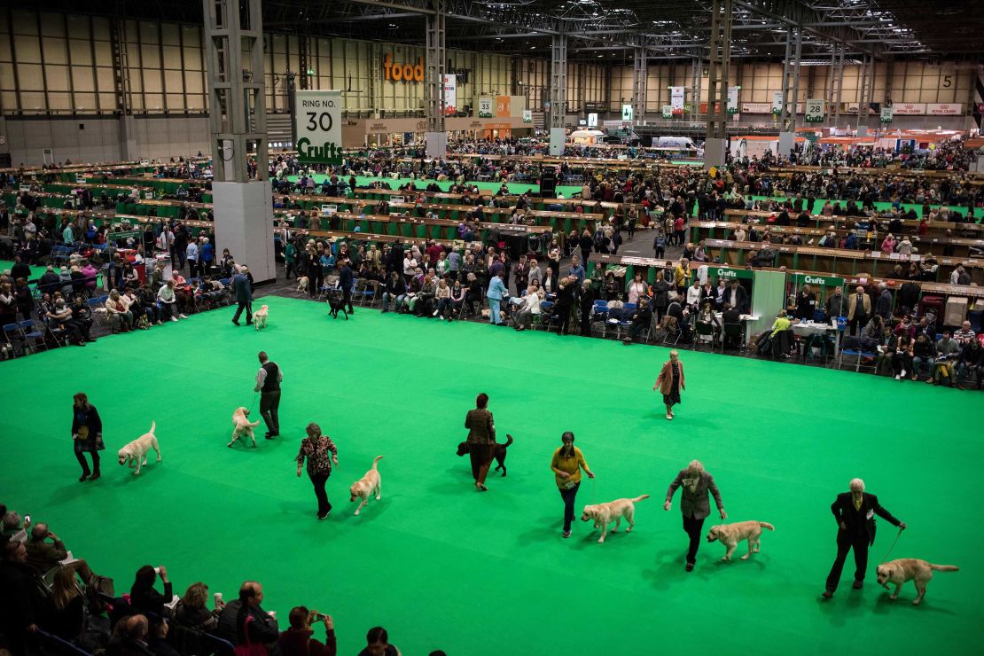Labrador retriever dogs in the arena
