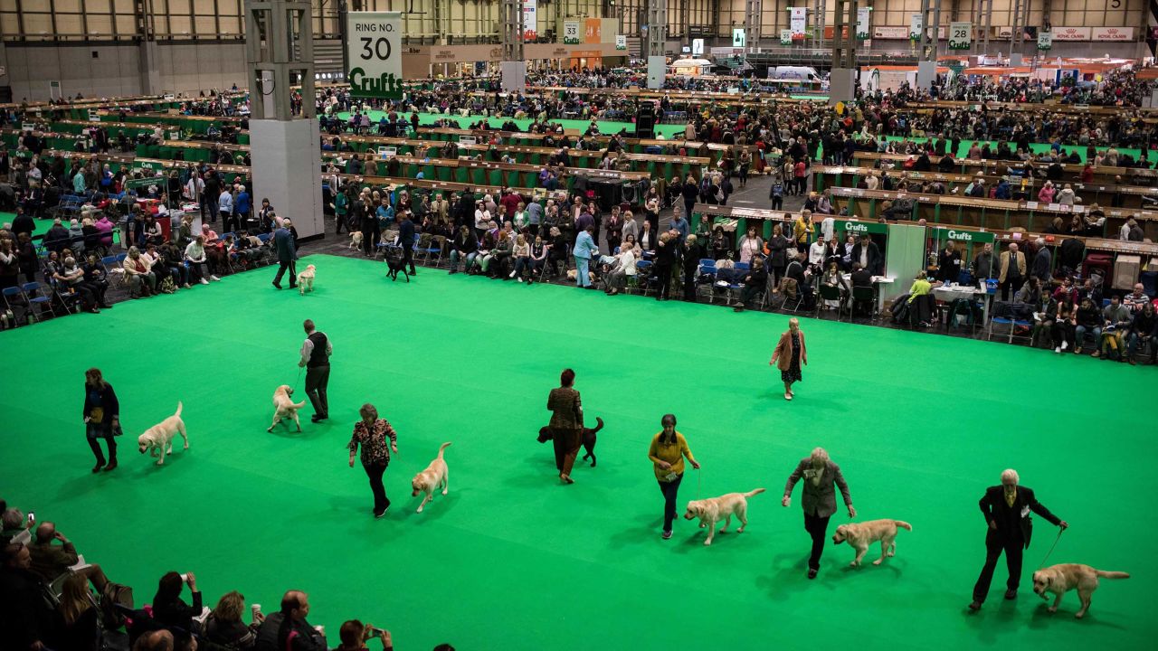 Labrador retriever dogs in the arena