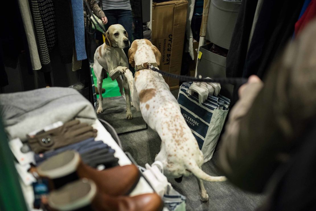 A pointer looks at itself in a mirror at Crufts.