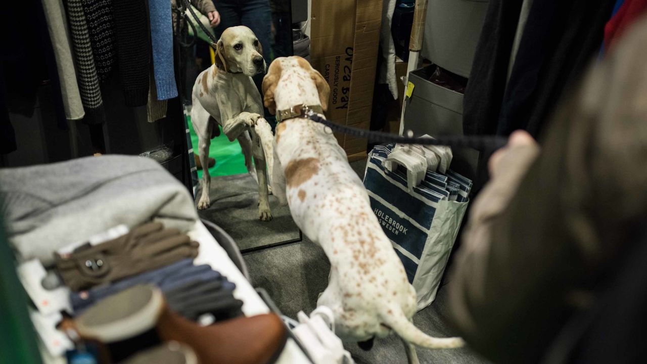 A pointer looks at itself in a mirror at Crufts.