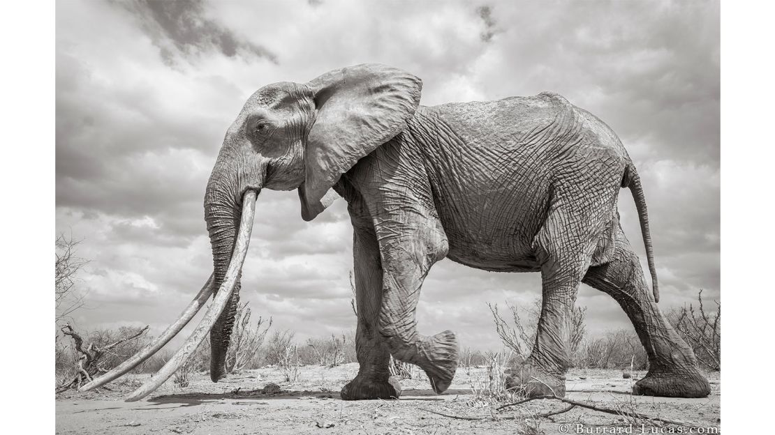 Wildlife photographer Will Burrard-Lucas took these striking shots of a rare "big tusker" elephant in Kenya.