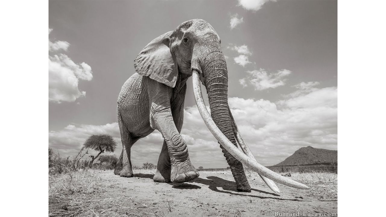 Burrard-Lucas worked in partnership with the Tsavo Trust to take the pictures
