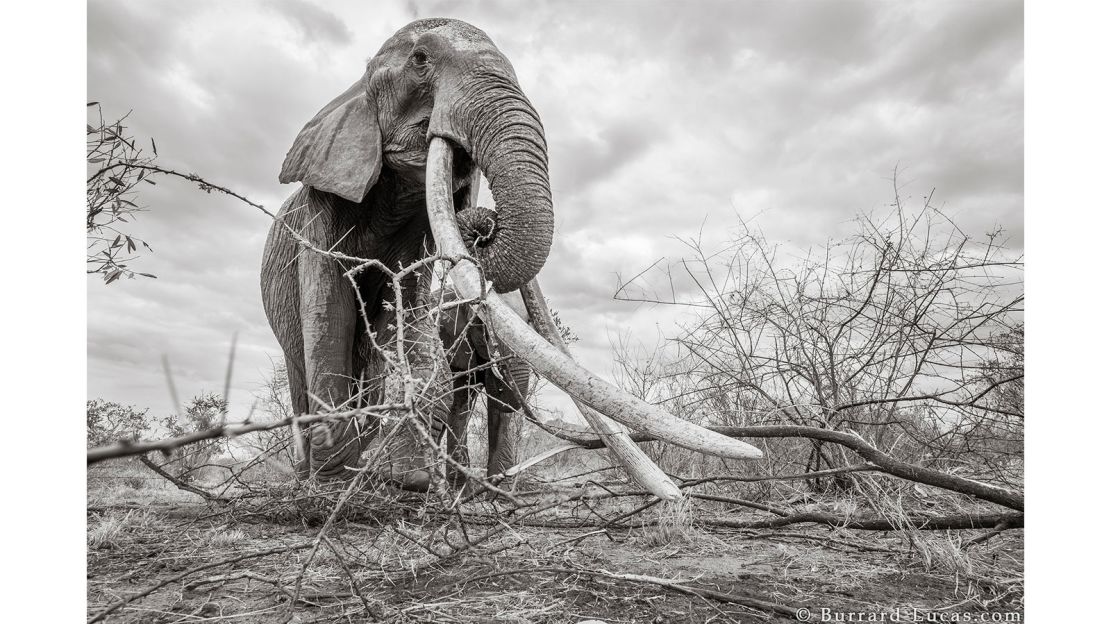 Burrard-Lucas took the photographs with a contraption he invented called "Beetlecam."