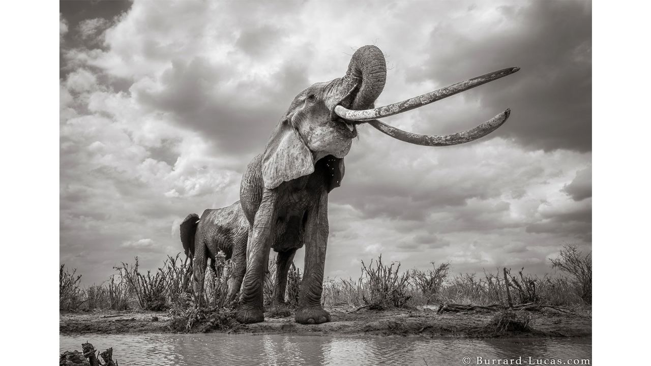 <strong>Incredible photos</strong>: Wildlife photographer Will Burrard-Lucas took these striking shots of a rare "big tusker" elephant in Kenya.