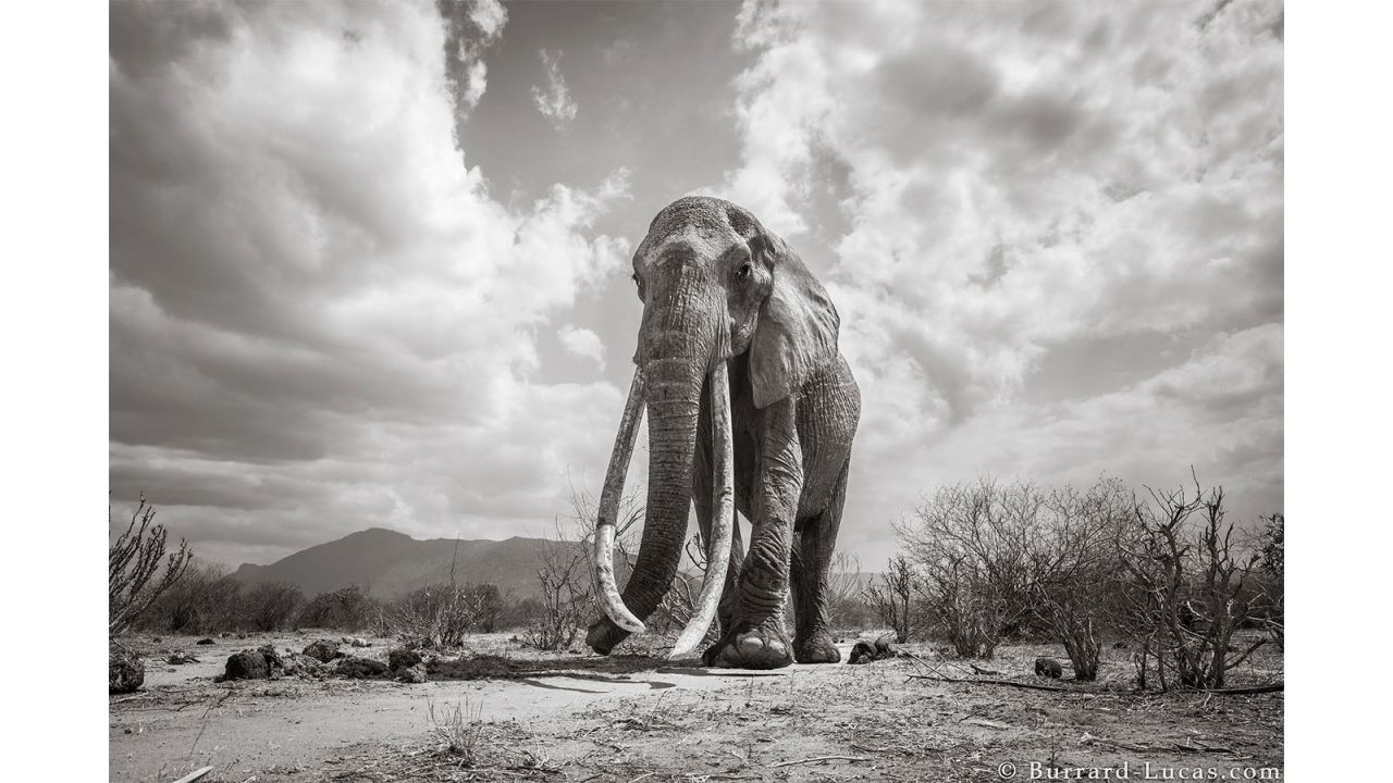 <strong>Upcoming book:</strong> The photographs are the subject of a book -- conceived by the Tsavo Trust as a means of raising awareness and funds -- called "Land of Giants."