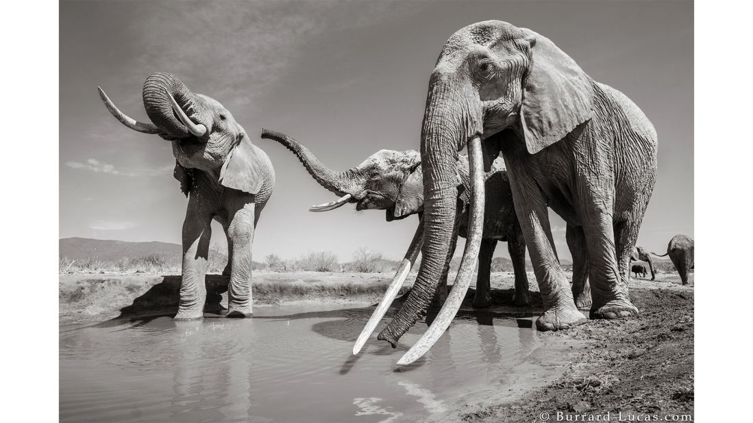 <strong>Final photos:</strong> The main subject of Burrard-Lucas' photographs is an elephant known as F_MU1 -- shortly after he took his last shot, she died of natural causes.