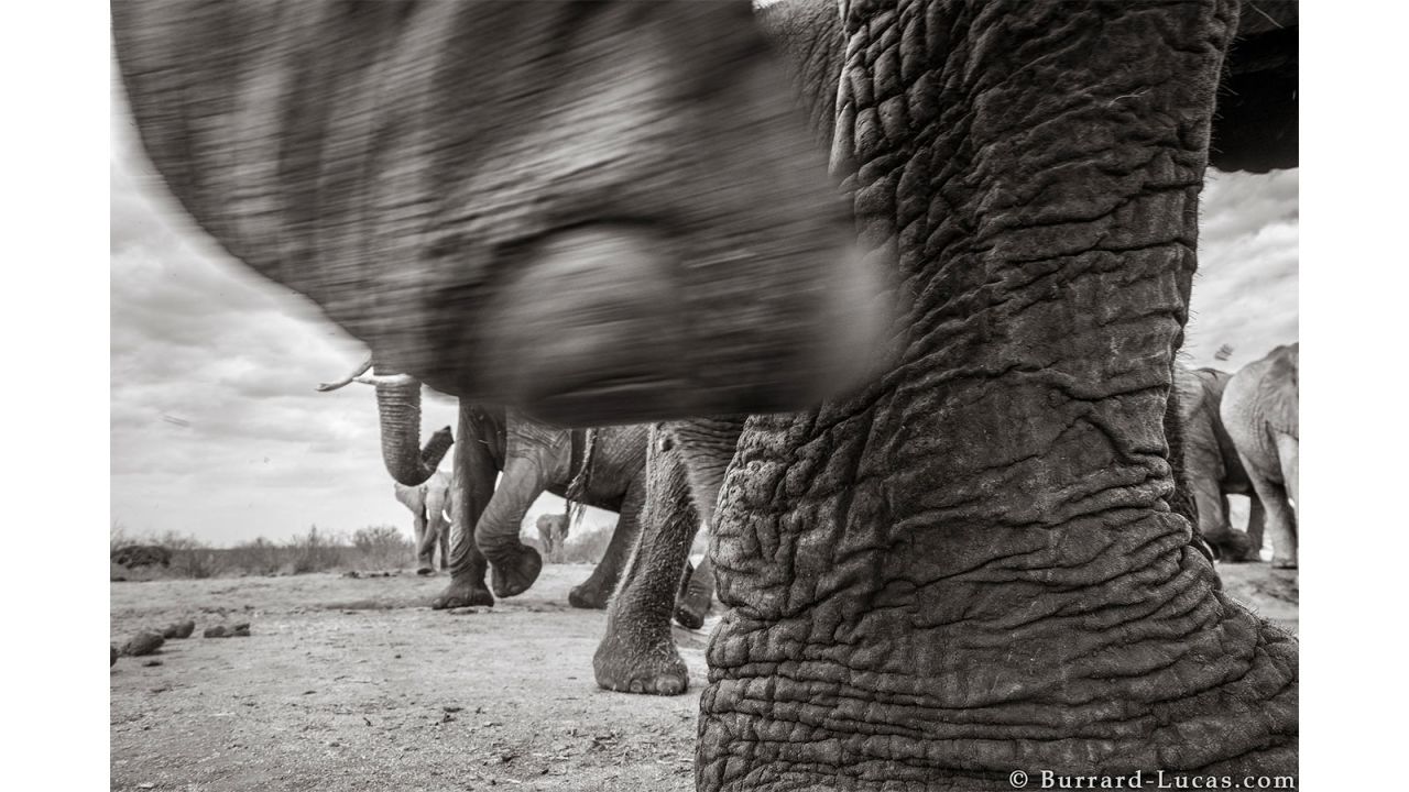 <strong>Positive message: </strong>"I find [the photos] inspiring to look at because it's just very positive and inspiring to think that elephants like this are still out there -- they haven't been hunted or poached," says Burrard-Lucas.
