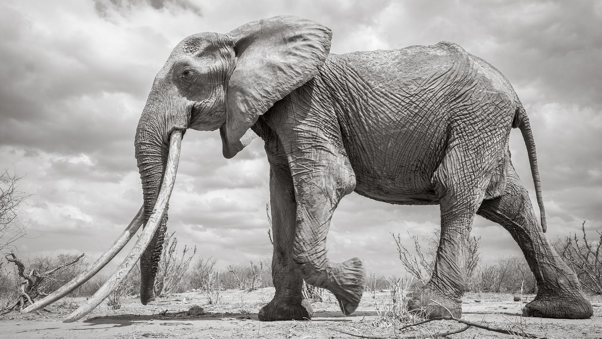 Incredible pictures capture rare 'Elephant Queen' in Kenya