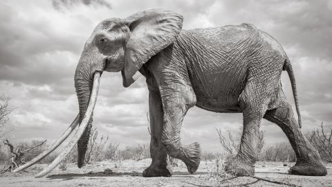 elephant-queen-tease