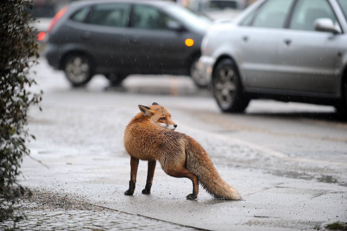 Students found the fox's carcass in a corner of the chicken pen when they were carrying out their morning rounds. 