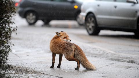 Students found the fox's carcass in a corner of the chicken pen when they were carrying out their morning rounds.
