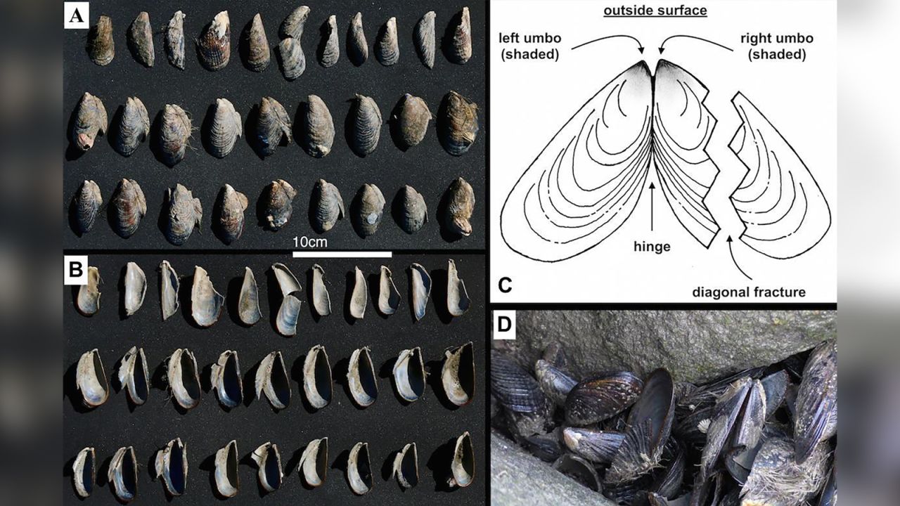 Breakage patterns on the shells were the same, showing that the otters were consistent in their method.