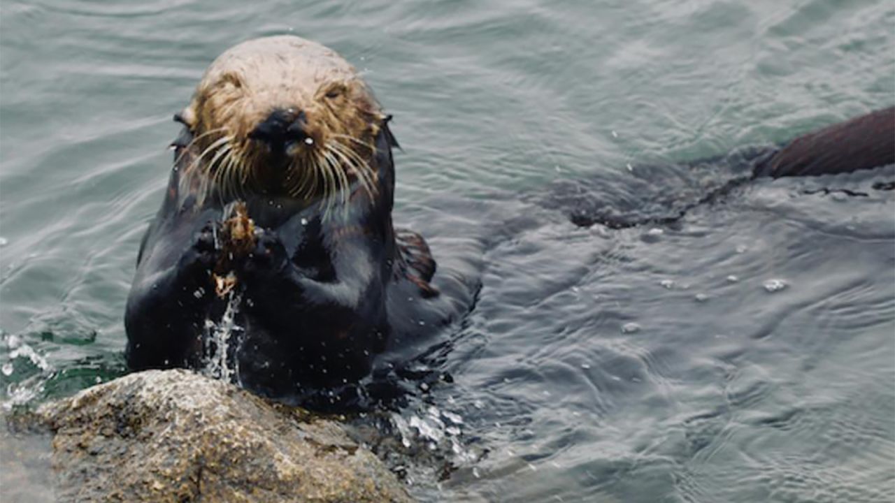Sea otters use stone anvils to help crack open mussels.