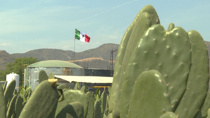 cactus biofuel nopalimex