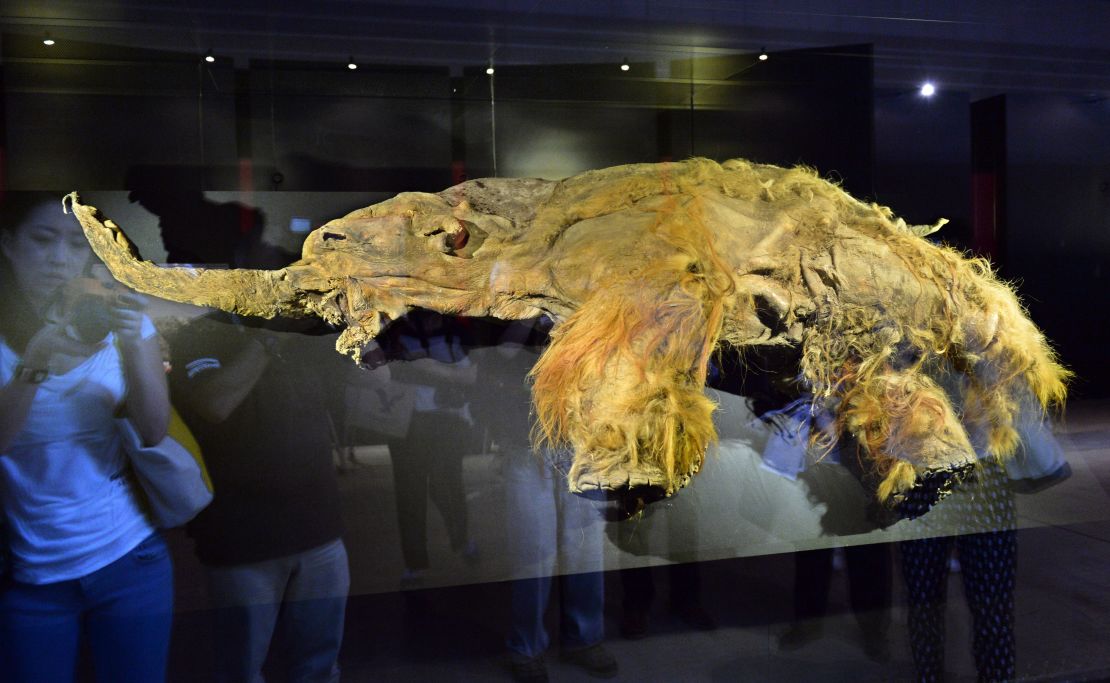 The 90-year-old Japanese scientist still dreaming of resurrecting a woolly mammoth | CNN