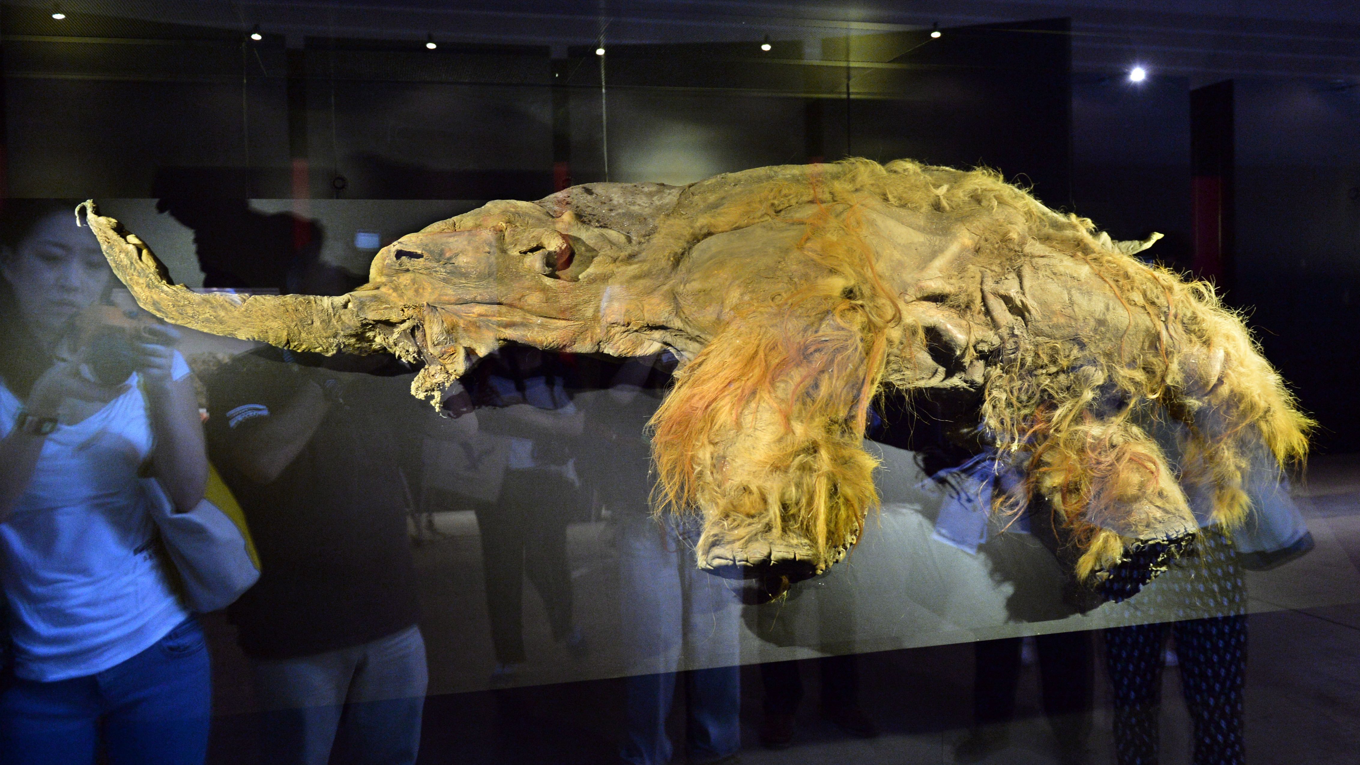 Yuka, a female woolly mammoth is displayed for an exhibition in Yokohama, suburban Tokyo on July 12, 2013.