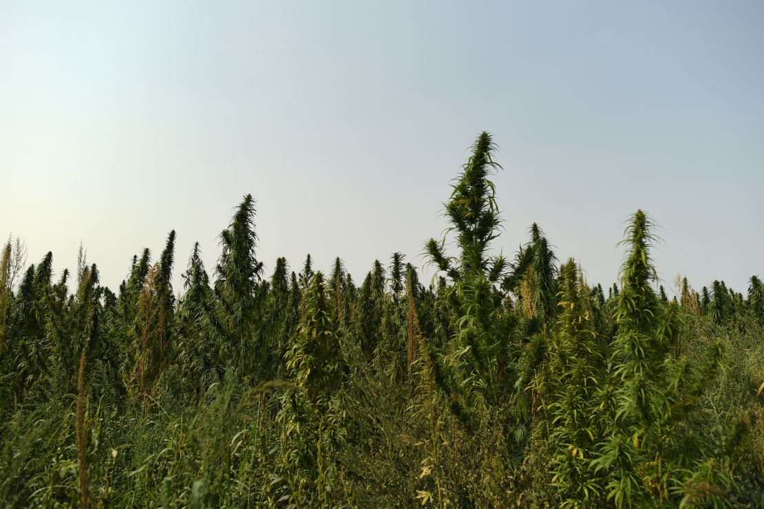 A hemp farm in Colorado.