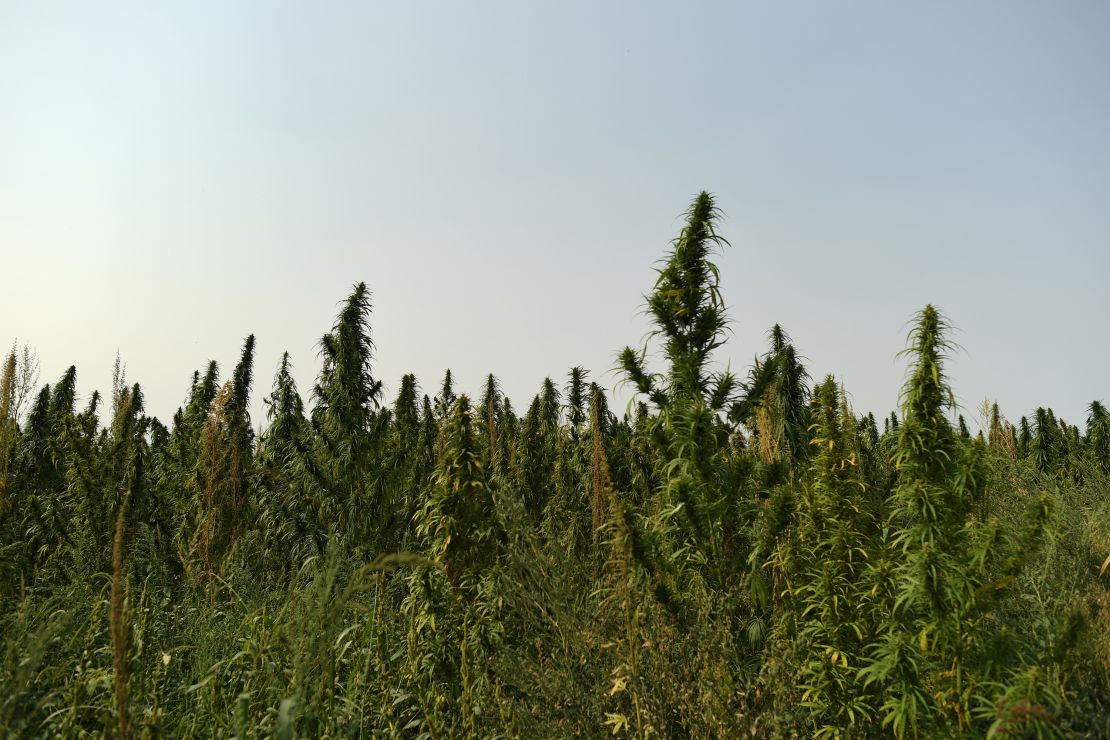 A hemp farm in Colorado. 