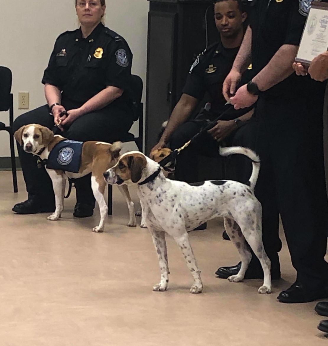 Cardie (right) had a broken femur and injured face when the USDA met her three months ago. They suspect Cardie was hit by a car before entering the animal shelter. Her wounds are now healed.