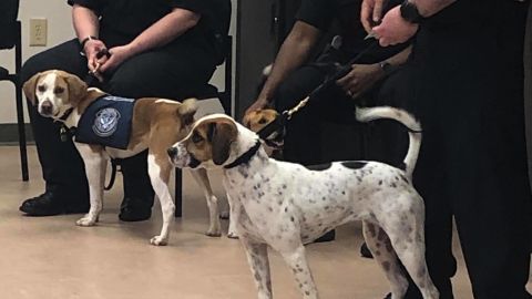 Cardie (right) had a broken femur and injured face when the USDA met her three months ago. They suspect Cardie was hit by a car before entering the animal shelter. Her wounds are now healed.