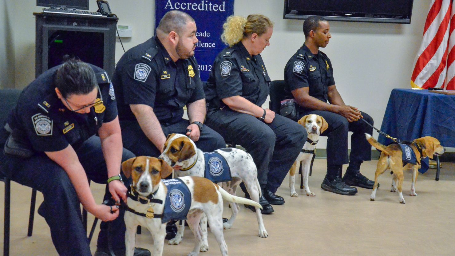 Chaze, Cardie, Marlee and Chipper, as seen from left to right, graduate into the "Beagle Brigade" and wear their uniforms for the first time.