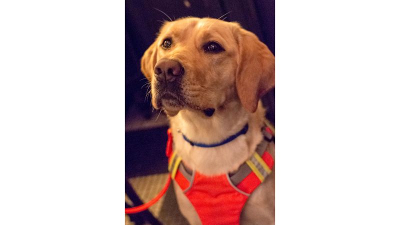 Blind runner guide dog trio makes history in NYC Half Marathon CNN