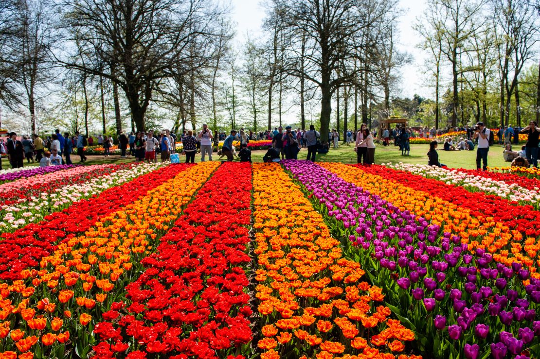 Landgoed Keukenhof gardeners work all year planting seven million bulbs for the show's eight-week run.