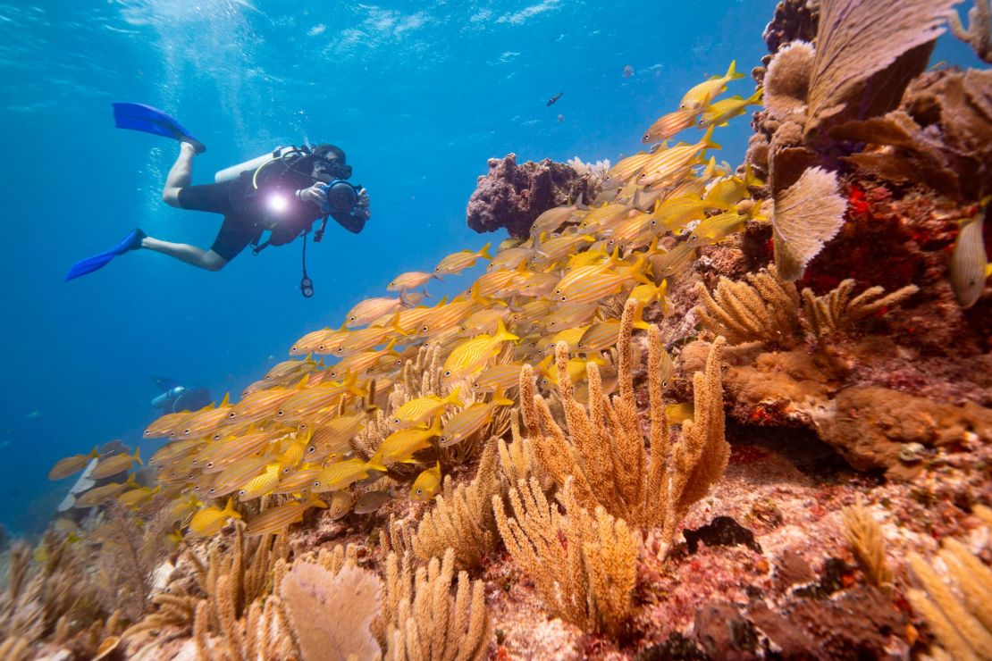 Make sure your sunscreen isn't destroying coral reefs