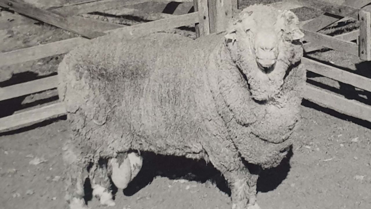 Sir Freddie, one of the rams that provided the semen samples, was born in 1959. 