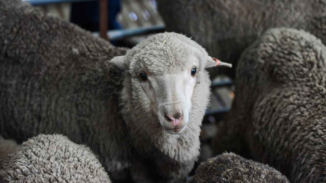 Scientists in Australia have used sperm stored since 1968 to impregnate 56 ewes, who gave birth to 34 lambs, including this one.