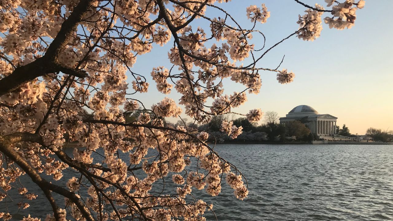 <strong>19. Washington, DC</strong>. The Jefferson Memorial is seen through cherry blossoms at peak bloom last year. The annual National Cherry Blossom Festival celebrates spring with a nod to Japanese culture. March 20 -- April 14 is the predicted blooming period around the Tidal Basin. 