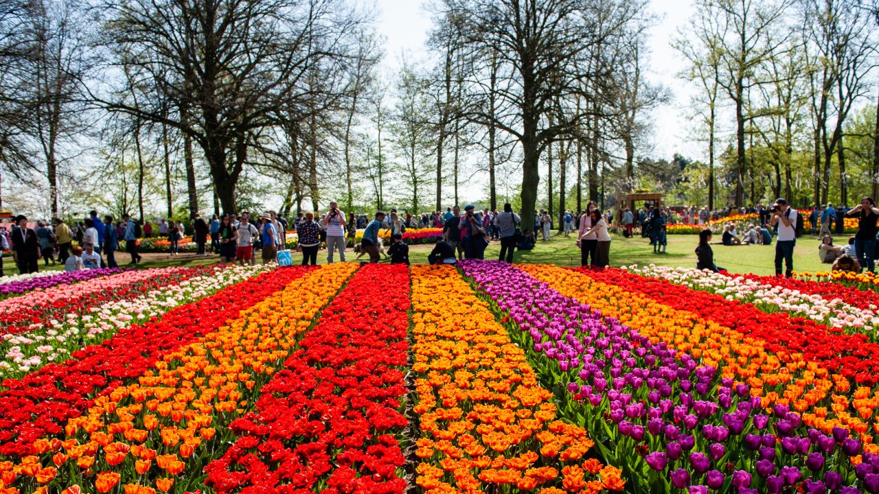 <strong>5. Keukenhof Gardens, Holland.</strong> Marvel at the millions of tulips at this showcase for the the Dutch floral industry as the gardens open for the season on March 21. Forty gardeners work all year planting seven million bulbs, often in layers, so that fresh blooms will appear throughout the show's eight-week run.
