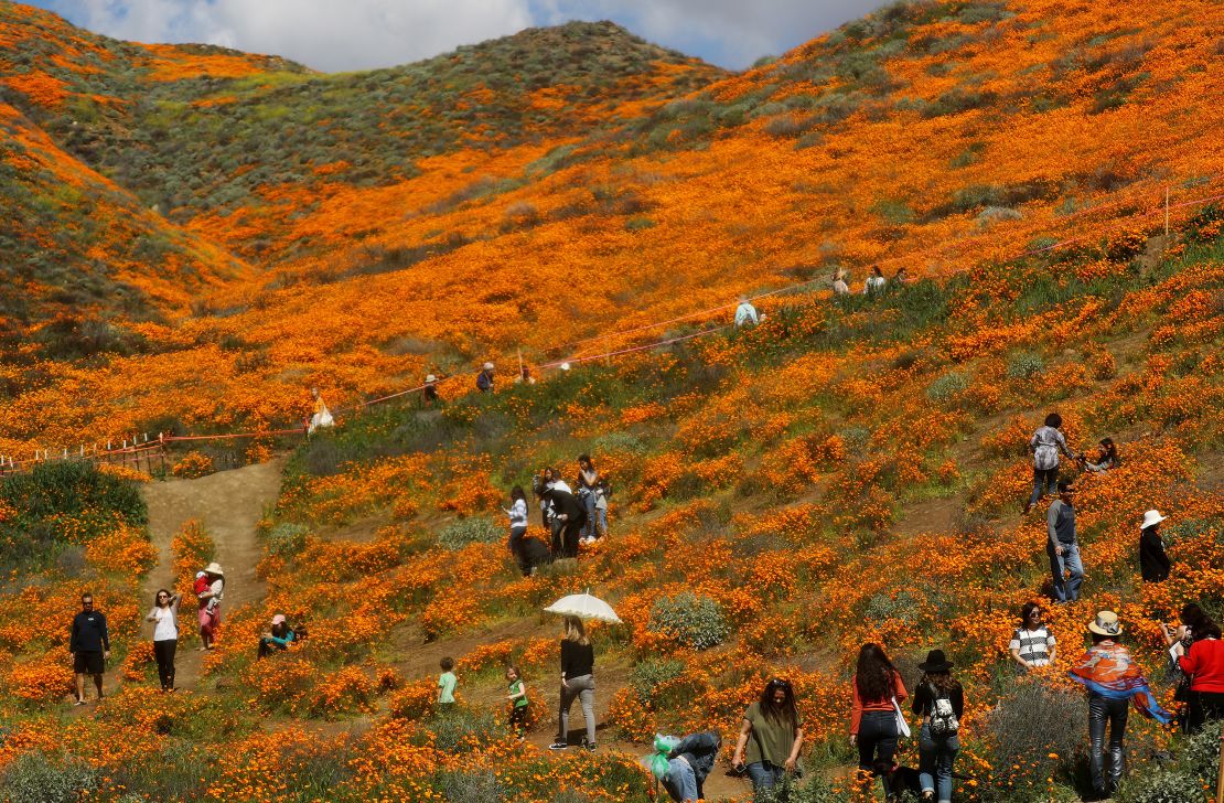 People visit a 'super bloom' of wild poppies blanketing the hills of Walker Canyon on March 12, 2019 near Lake Elsinore, California. Heavier than normal winter rains in California have caused a 'super bloom' of wildflowers in various locales of the state.