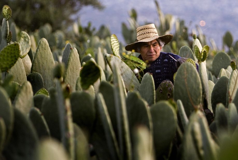 In 2015, Nopalimex became the world's first cactus-powered plant, harnessing the power of the nopal -- or prickly pear cactus -- to produce biofuel.