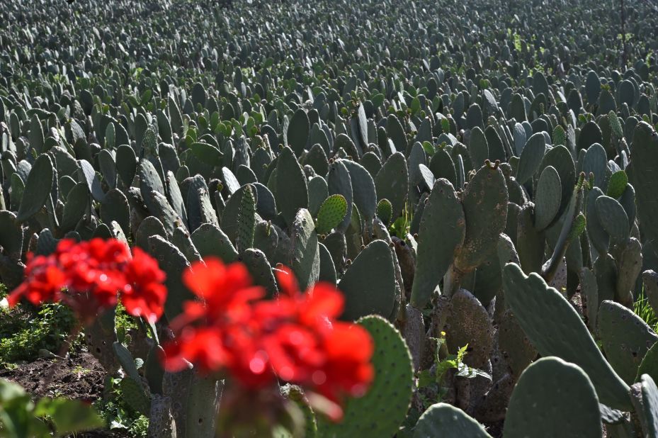 Described as the "green gold of Mexico," it is pureed and mixed with manure to produce methane, which Nopalimex are testing as an alternative to gasoline in local government vehicles.