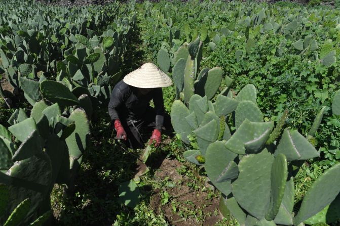 Unlike gasoline, the nopal fuel doesn't harm the atmosphere, producing only water and nopal waste which can be used to irrigate and fertilize crops.