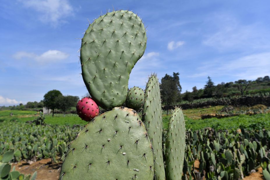 The biofuel is valued at just 12 pesos (US $0.65) per liter, around a third cheaper than the cost of regular gasoline.