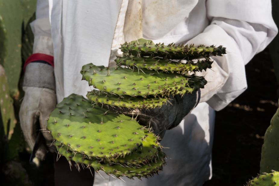 Cactus-fueled clean air? That's sure to prickle the fancy of Mexicans everywhere.