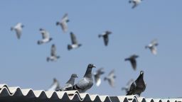 In this photo taken on February 25, 2019 Indian racing pigeons are pictured during a morning fly in Chennai, ahead of a long distance race from Telangana state back to Tamil Nadu. - Indian pigeons fanciers set off their racing birds in a race from Sirpur Kagaznagar to Chennai on February 28, and out of the 174 pigeons that set off in the 24-hour, 812 kilometre (504 mile) race, 36 reached the finish line. (Photo by ARUN SANKAR / AFP)        (Photo credit should read ARUN SANKAR/AFP/Getty Images)
