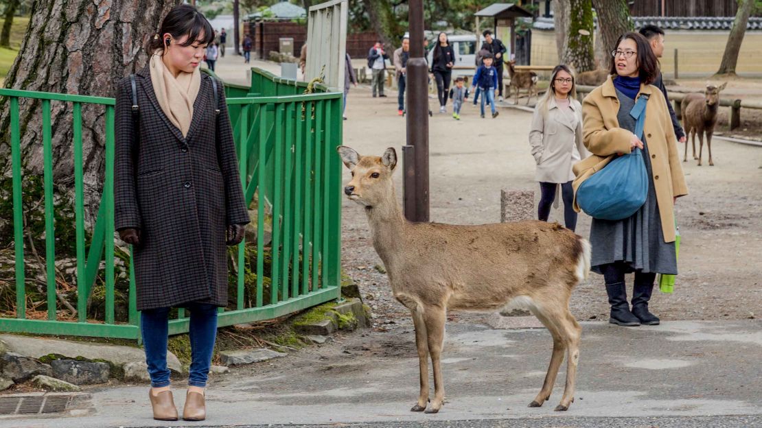 Posing stoically the deer seemed to have learned that offering themselves up for the perfect Instagram shot will earn them plenty of attention and rice treats.