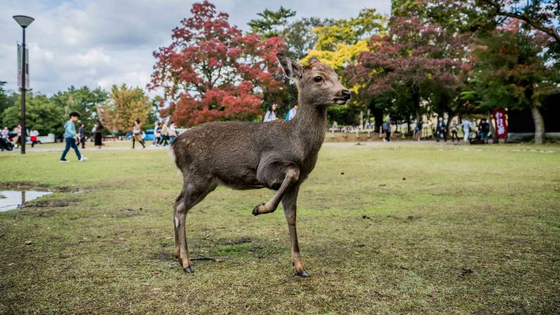 <strong>Retreating: </strong>Some get the deer sign-language better than others. The animals can become pushy when visitors begin to back away. 