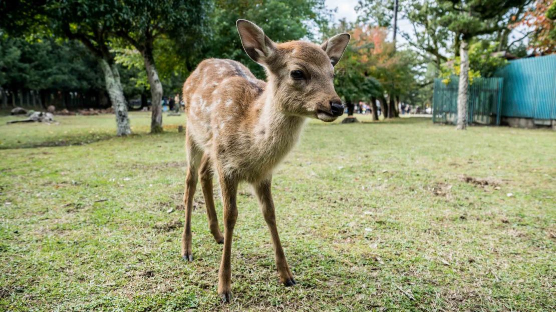 Soft baby deer enjoy being pet.