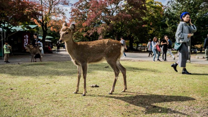 <strong>The park's popularity:</strong> Foreign visitors to the park have increased nearly 10 times between 2012-2017.