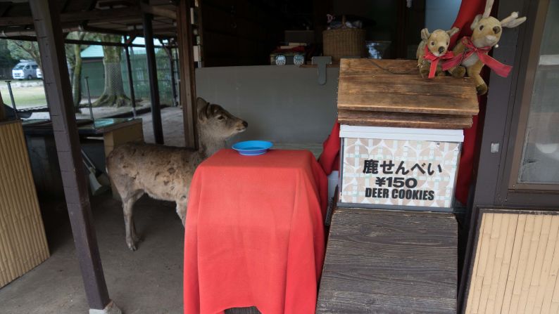 <strong>Smart creatures:</strong> In search of more treats, the most conniving deer make their way to the entrance near the temples and distract tourists from making it too far into the grounds. 